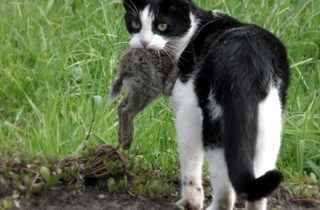 Cats - feral and stray